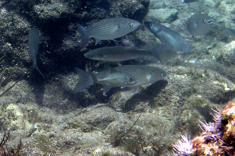 Strange fish from Cyprus